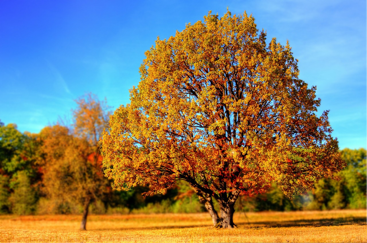 4 Phasen einer Beziehung - 3. Phase Herbst Krisenphase